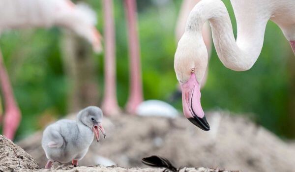 Foto: Flamingo lind