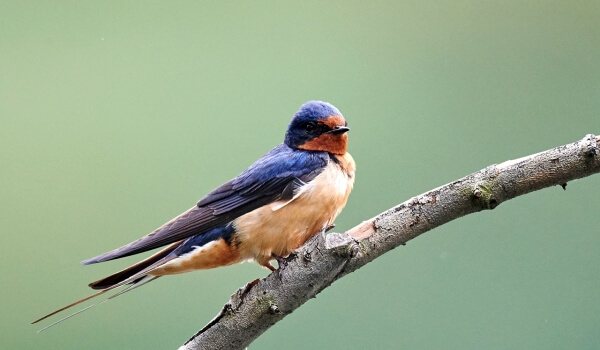 Foto: Swallow
