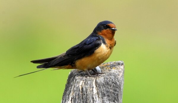 Foto: Swallow
