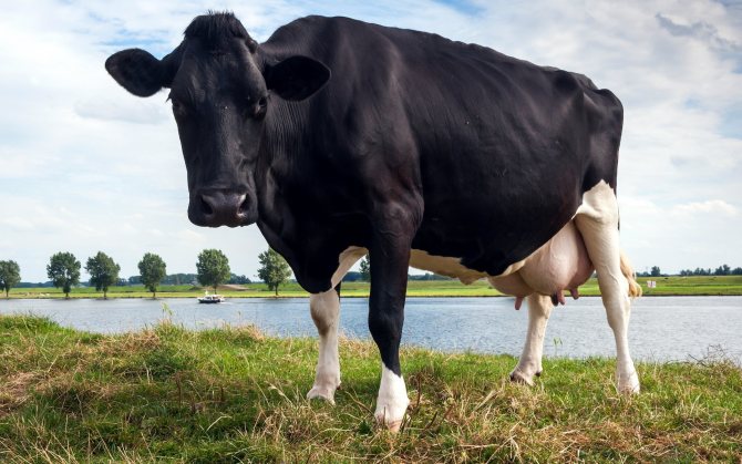 Nytårsfoto med køer i det nye år 2021