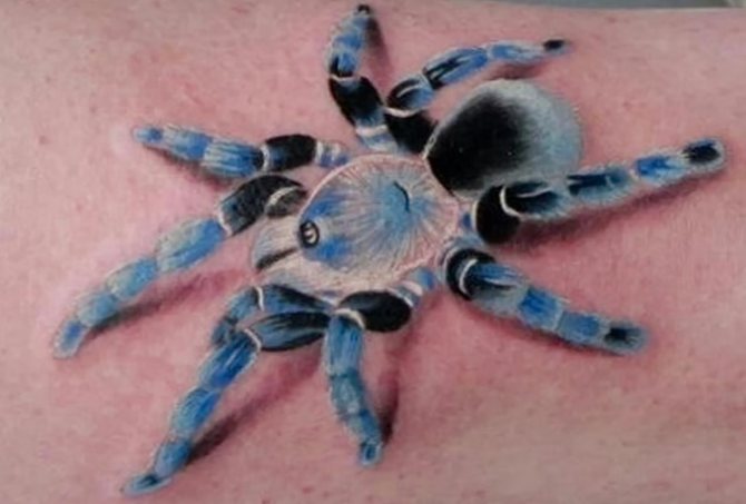 Фото-тату-тарантул-от-21.11.2017-№093-tattoo-tarantula-tatufoto.com_