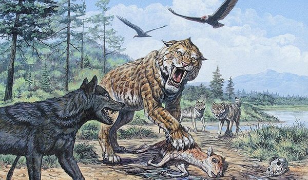 Kuva: Kauhea harmaa susi