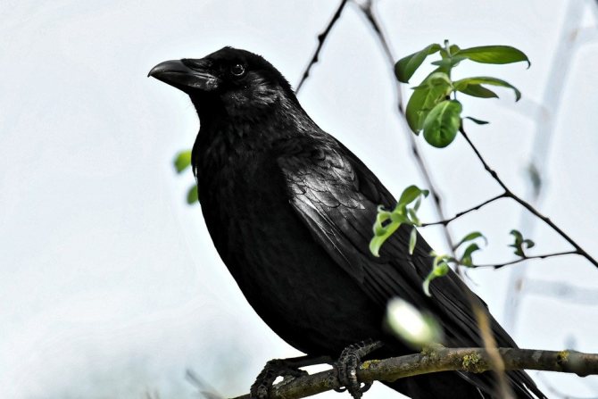 Photo d'un corbeau