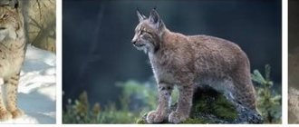 Bobcat kuvia