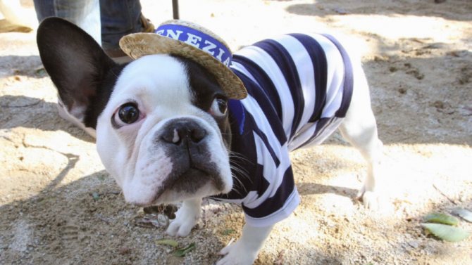 Francouzský buldoček