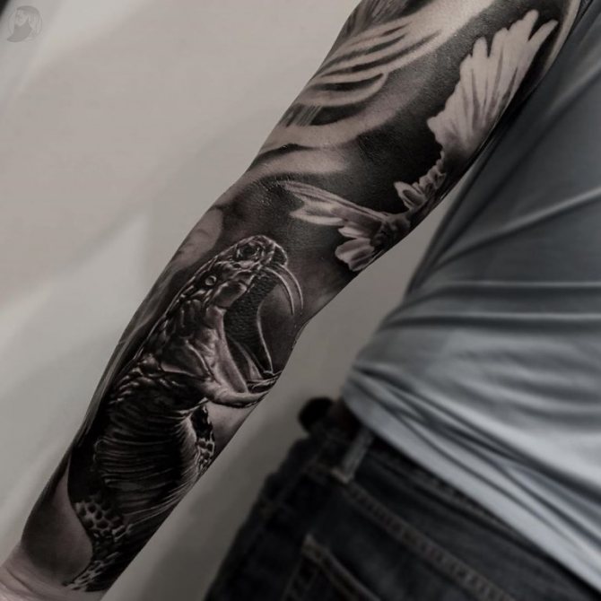 fotografie hlavy kobry