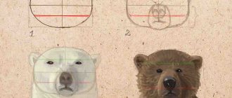 глава на мечка