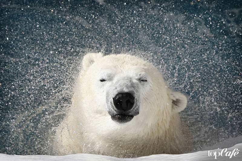 Pohjoinen petoeläin