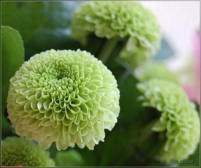 CHRISANTEM (700x586, 78Kb)