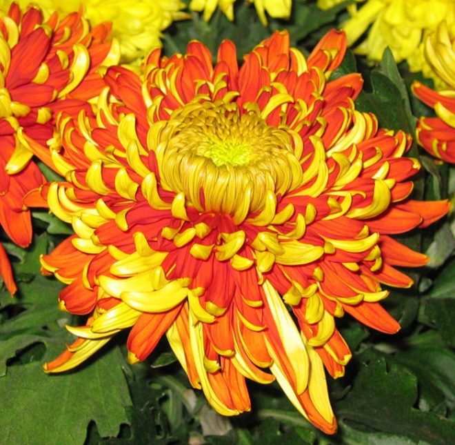 Chrysanthème