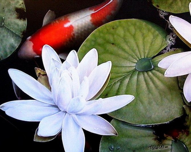 Artista Terry Gilecki. Carpa giapponese Koi. Ricchezza, tradizione e pittura