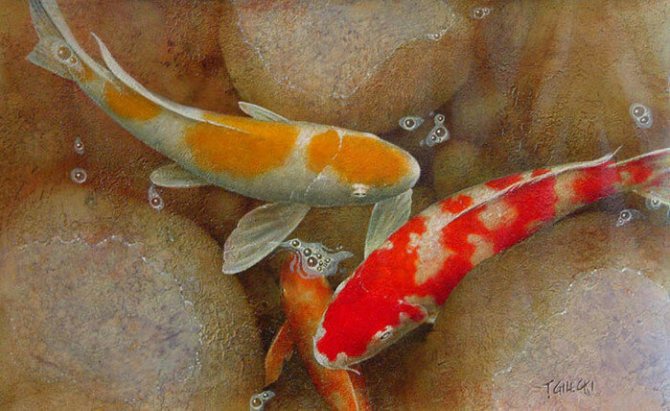 Artista Terry Gilecki. Carpa giapponese Koi. Ricchezza, tradizione e pittura