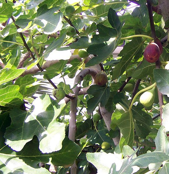 fig (540x555, 115Kb)