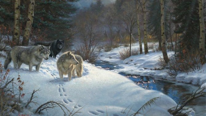 Lieblingsplätze der Wölfe