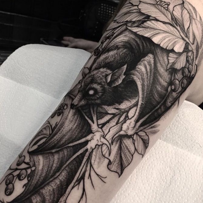 image de chauve-souris