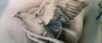 Bild einer fliegenden Taube