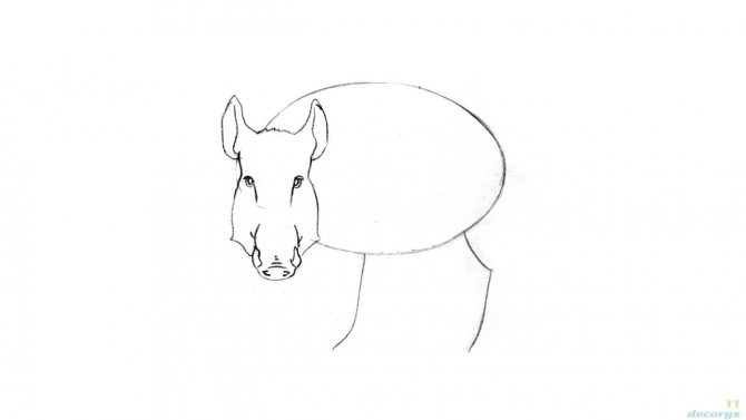 le sanglier pas à pas