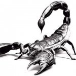 Tätowierung auf einem Penis