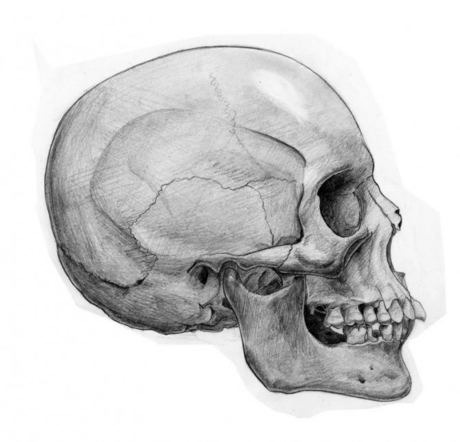 Comment dessiner un crâne