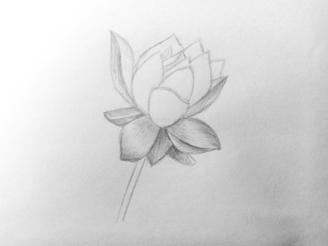Comment dessiner une fleur avec un crayon ? Une leçon étape par étape. Étape 10. Portraits au crayon - Fenlin.ru