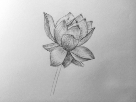 Comment dessiner une fleur avec un crayon ? Leçon étape par étape. Étape 13. Portraits au crayon - Fenlin.ru