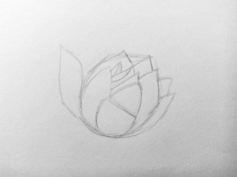 Comment dessiner une fleur avec un crayon ? Leçon étape par étape. Étape 4. Portraits au crayon - Fenlin.ru