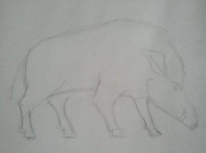 comment dessiner un sanglier au crayon
