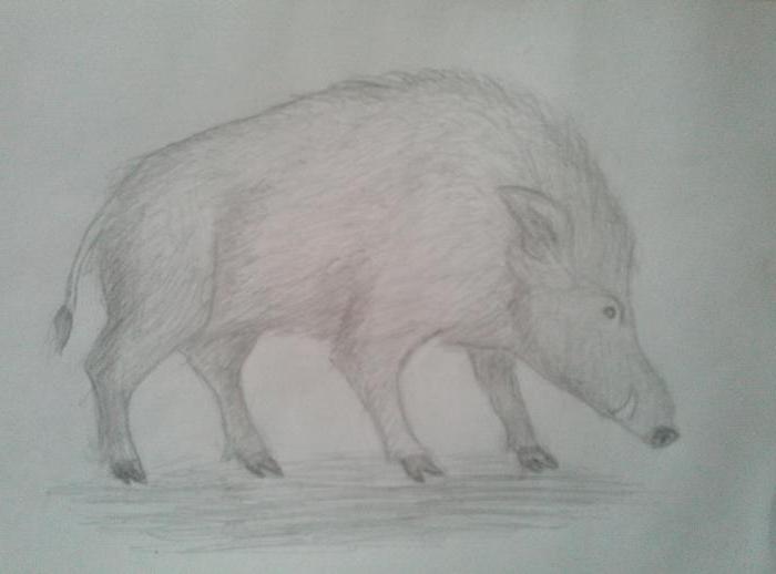 comment dessiner un sanglier au crayon