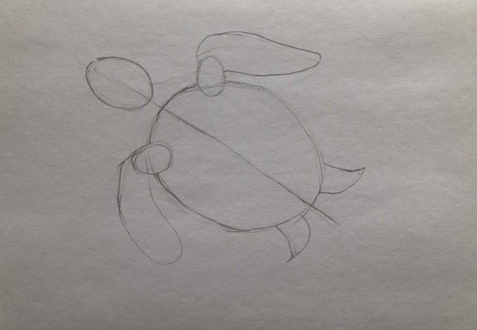 Comment dessiner une tortue au crayon étape par étape - 1 étape tortue dans l'eau - photo