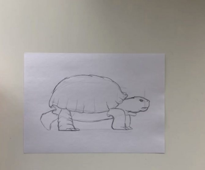 Comment dessiner une tortue au crayon, étape par étape - 1 étape : une tortue simple - photo
