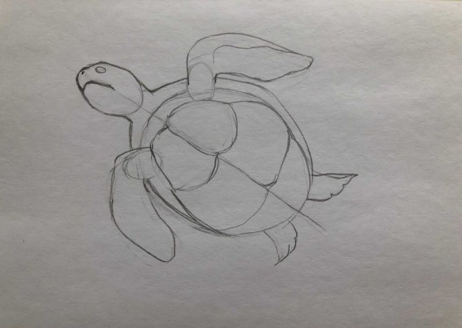 Comment dessiner une tortue au crayon étape par étape 2 - étape 2 : tortue dans l'eau - photo