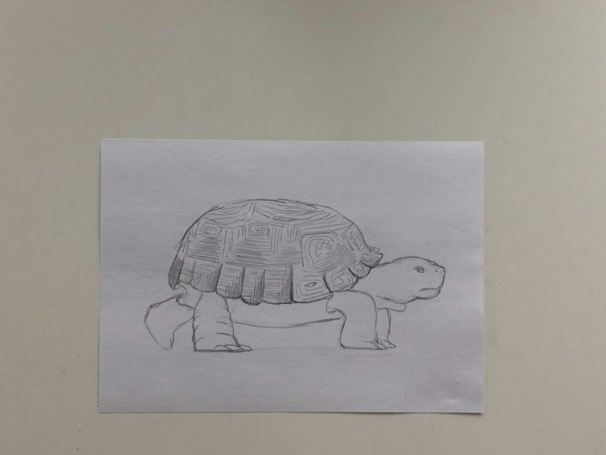 Comment dessiner une tortue au crayon, étape par étape - 2 étapes : une tortue simple - photo