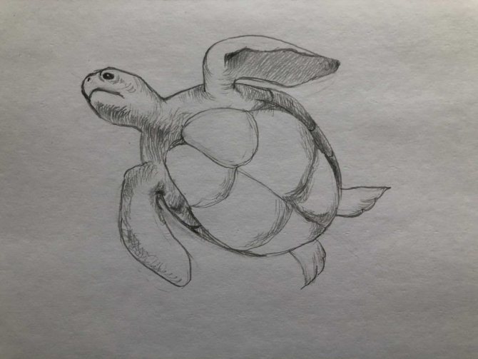 Comment dessiner une tortue au crayon étape par étape 3 - étape 3 tortue dans l'eau - photo