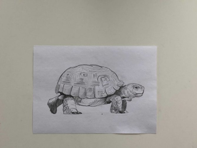 Comment dessiner une tortue au crayon étape par étape 3 - tortue simple - photo