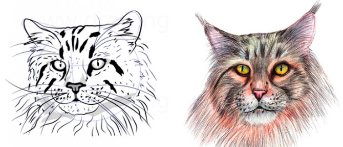 Comment dessiner un chat