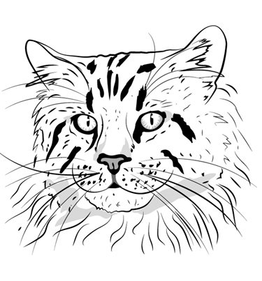 Comment dessiner un chat