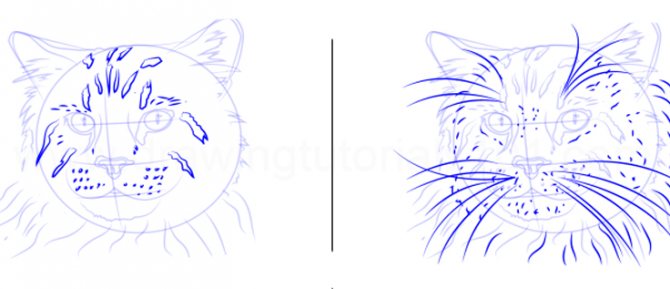 Comment dessiner un chat