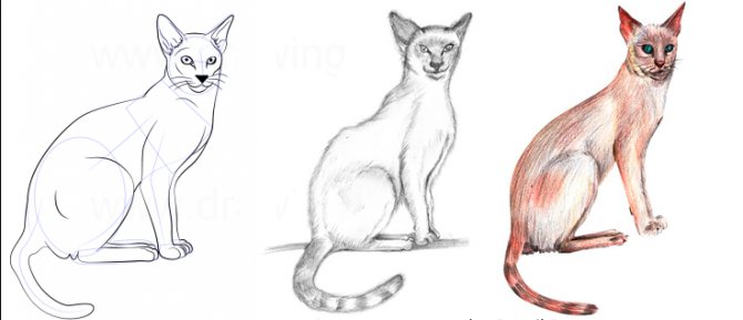 Comment dessiner un chat