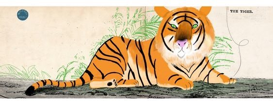 comment dessiner un tigre couché