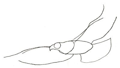 Comment dessiner un aigle, étape 3