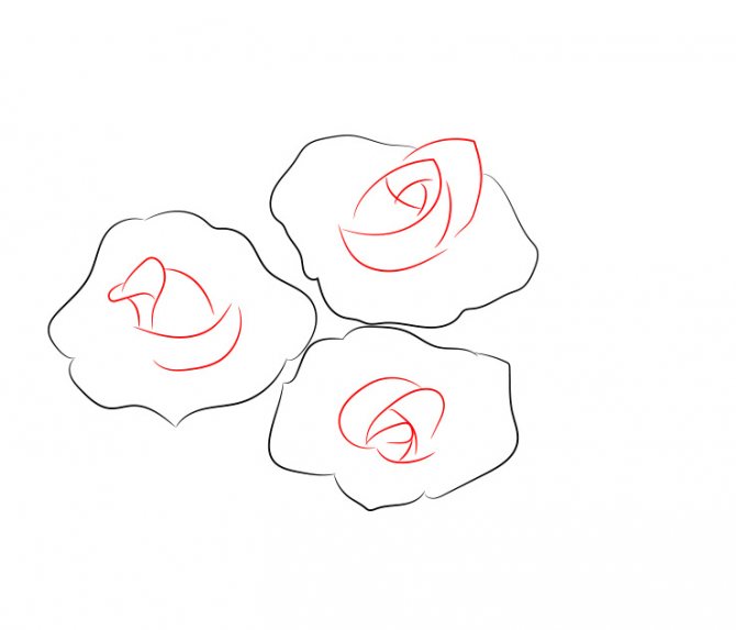 Hogyan rajzoljunk egy rózsát