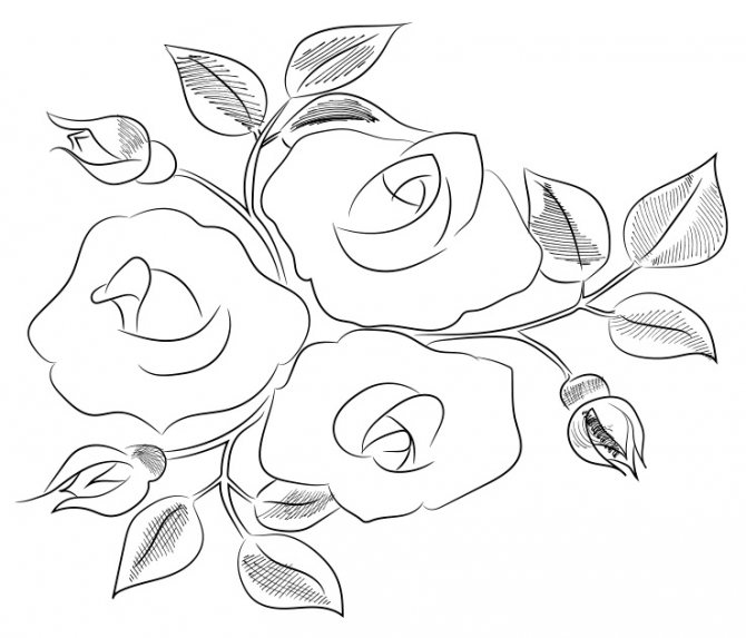 Hogyan kell rajzolni egy rózsát