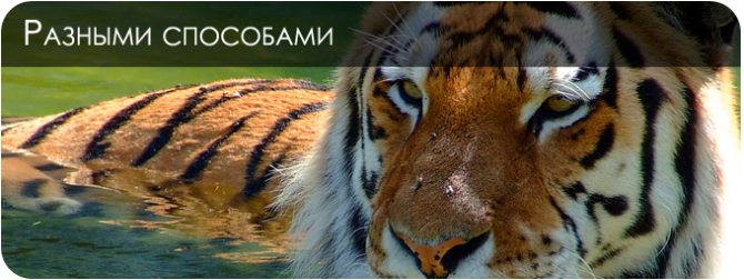 Miten piirtää tiikeri