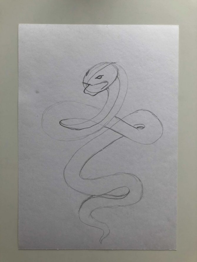 Comment dessiner un serpent au crayon dans un dessin étape par étape - cobra étape 2 - photo