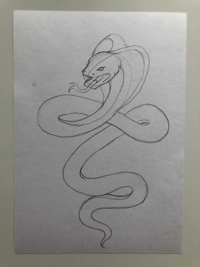 Comment dessiner un serpent au crayon dans un dessin étape par étape - cobra - étape 3 - photo