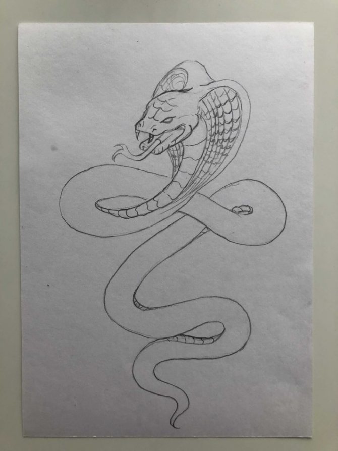 Comment dessiner un serpent au crayon dans un dessin étape par étape - cobra - étape 4 - photo