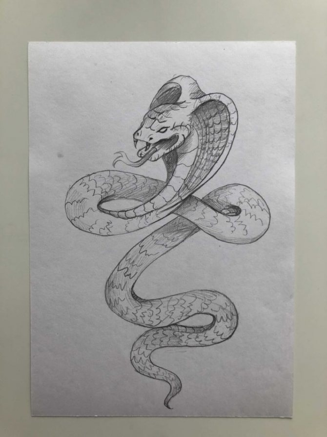 Comment dessiner un serpent au crayon dans un dessin étape par étape - cobra - étape 5 - photo