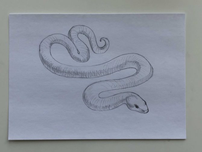 Comment dessiner un serpent au crayon dans un dessin étape par étape - serpent simple Étape 3 - photo