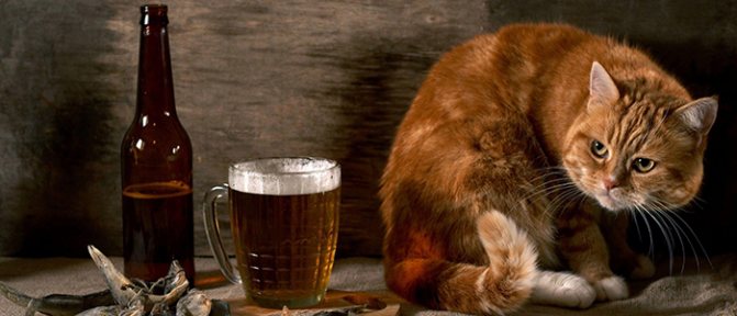 Comment apprendre à boire avec modération - photo 2