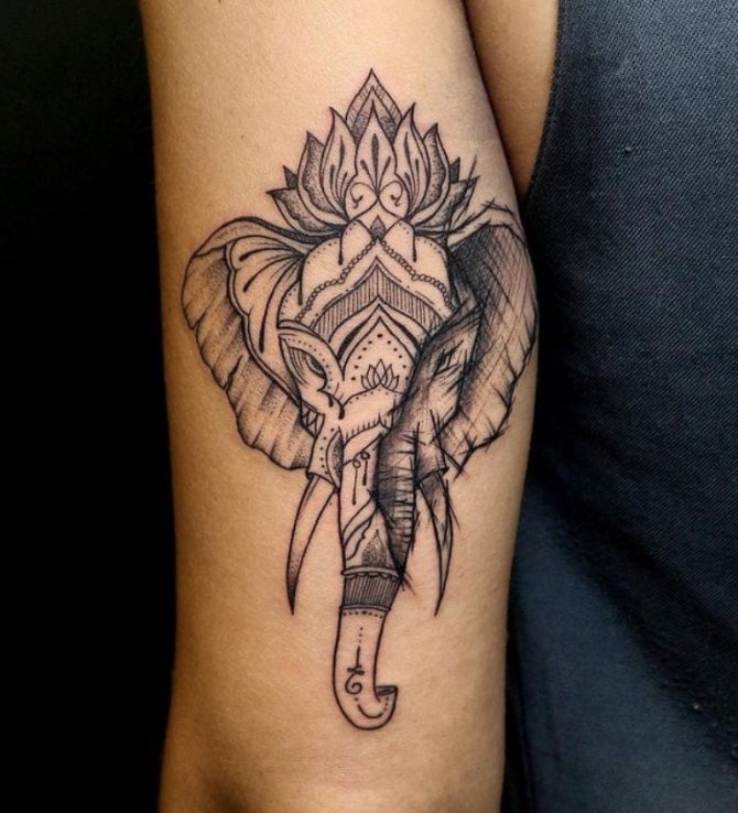 qué significa elefante